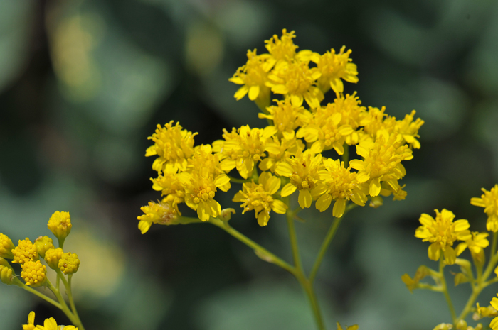 Trans-Pecos Thimblehead has yellow flowers in terminal clusters. The flower heads have both ray and disk florets. The ray florets are generally 3-toothed. Hymenothrix wislizeni